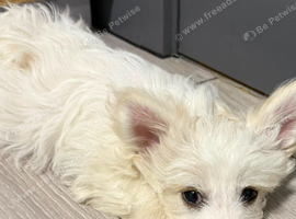 looking for a forever home