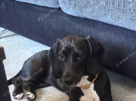 I have a dachshund cross springer spaniel