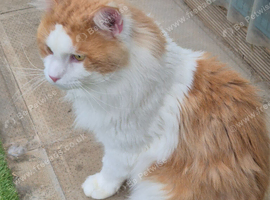 Maine coon stud