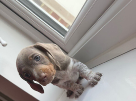 Last Dachshund boy