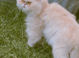 Stud cat