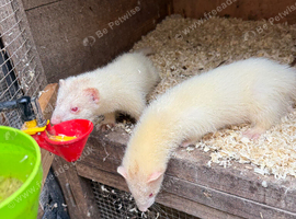 10 week old albino hobs for sale