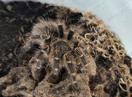I have male for sale + various others to sell