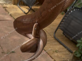 Colombian rainbow boa