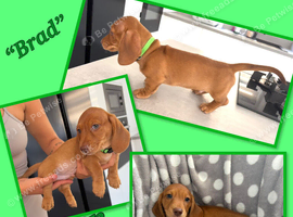 Gorgeous Miniature Dachshunds