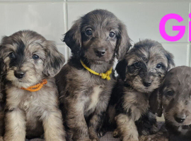 Cockapoo puppies