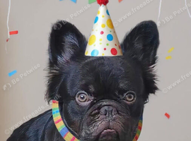 HUGO FLUFFY FRENCHIE (KING BLOOD)