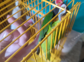 Love bird