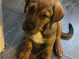 Puppy looking for new home
