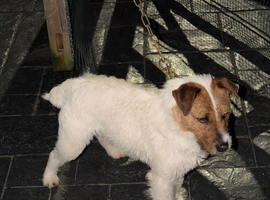 Jack Russell