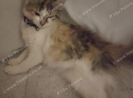 cute British longhair cat
