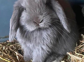 Baby&rsquo;s mini lops
