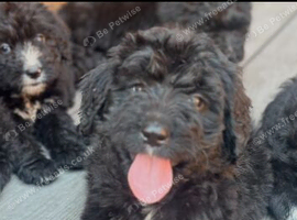 STANDARD F1 BERNADOOLE GIRLS FULL HEALTH TESTED /VACCINATED REDUCED 1400