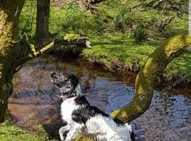 Springer Spaniel Stud