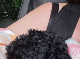 Miniature poodle puppies