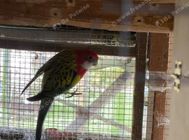 Eastern rosellas