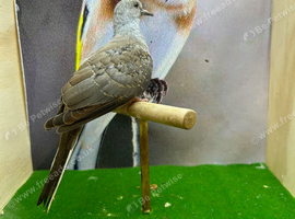 Diamond dove