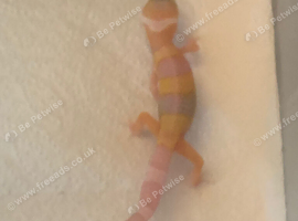 Albino leopard gecko cb26