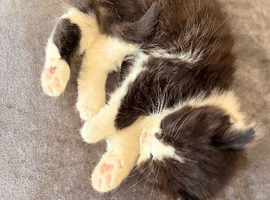 British Shorthair cross Persian fluffy boy kittens