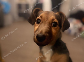 Wenlock Jack Russell