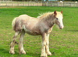 Mini gypsy cob passported