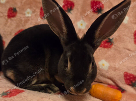 Black otter mini rex