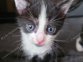Kittens