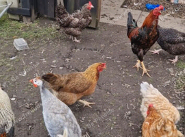 Chicken