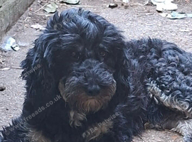 Home needed for rescue boy