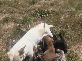 6 adorable pups ready for thier new homes