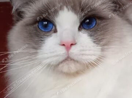Ragdoll kittens fully vaccinated registered and insured &pound;500