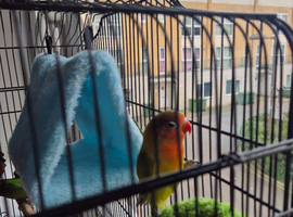 Lovebirds