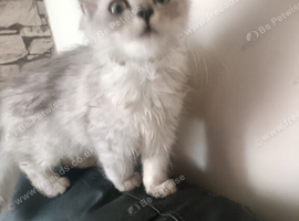 Pur dolls silver  chinchilla  persian  ragdoll kittens