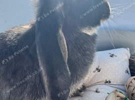 Huge pure French lop black otter buck