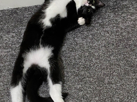 Ragdoll mix for sale