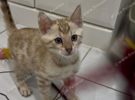 Lovely 5 Generation Pedigree Bengal kittens