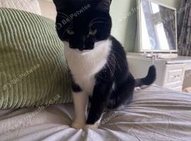 Boy kitten to rehome