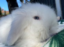 Beautiful TeddyWidder Bunnies