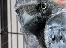 Jack daw (young bird)