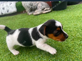 Jack Russell puppies