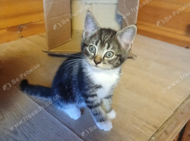 Kittens ready now girl left