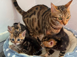 Stunning Bengal Kittens &ndash; Reserve Now!