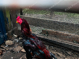Aseel Shamo cock and 2 hen