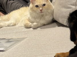 2 beautiful boys ragdolls