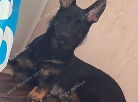 Selling this beautiful puppy 6 months old