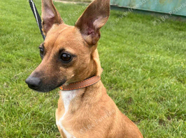 Miniature pinscher x Jack Russell