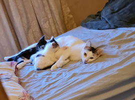 3 beautiful kittens for sale