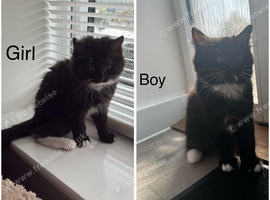 Siberian x Ragdoll