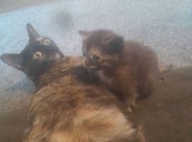 Beautiful Mixed litter for sale kittens