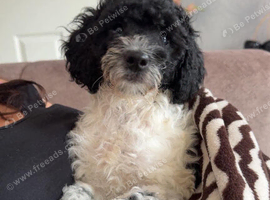 Female cockerpoo